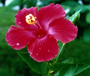 Hibiscus